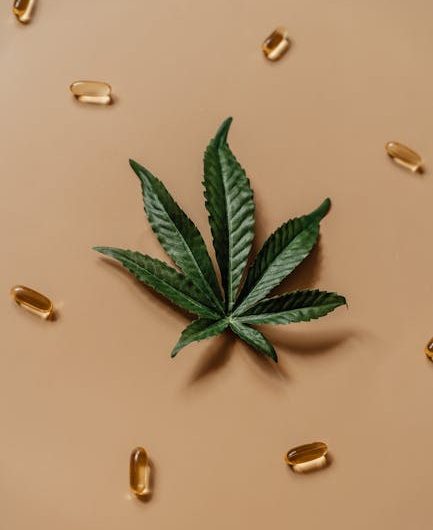 Запрет на семена конопли и его последствия