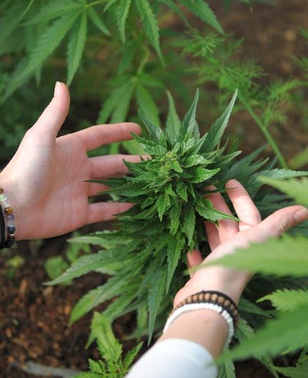 Покупка семян марихуаны в Донецке особенности и риски