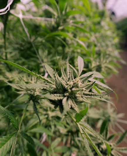 Как выбрать лучший магазин семян конопли и на что обратить внимание при покупке