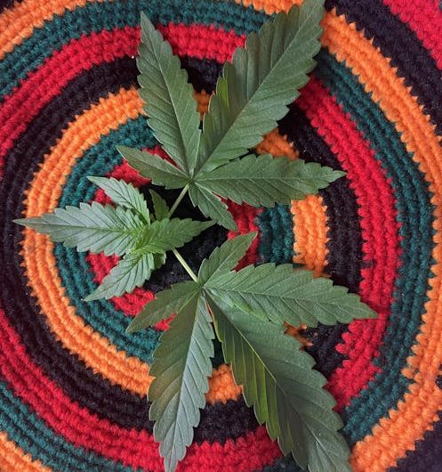 Семена конопли с высоким содержанием ТГК