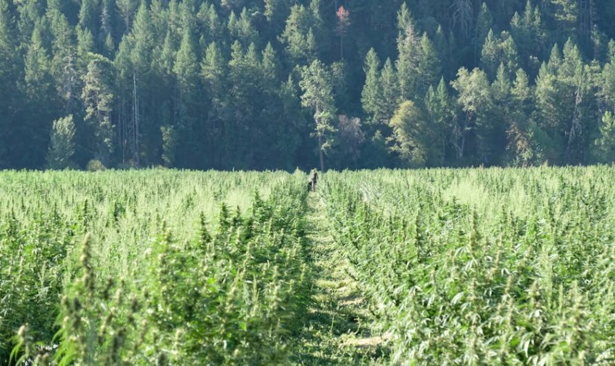 Семеныч семена марихуаны высокого качества для опытных гроверов