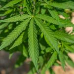 Семена конопли в пищевой промышленности image_548.jpg