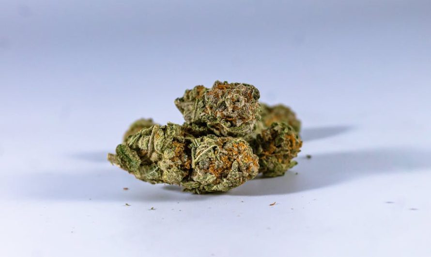 Сорт конопли Narkush regular от Ganja Seeds