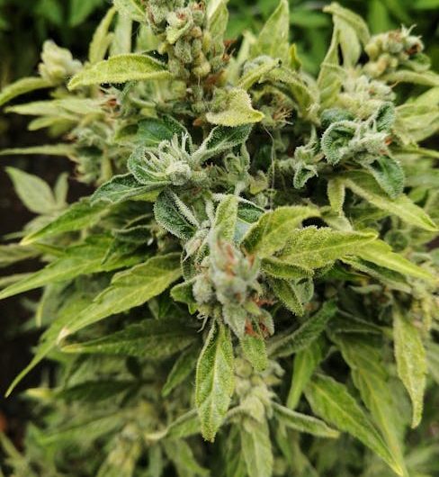 Использование семян конопли в качестве прикормки для рыбы