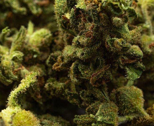 Семена конопли в Тольятти: все аспекты выращивания