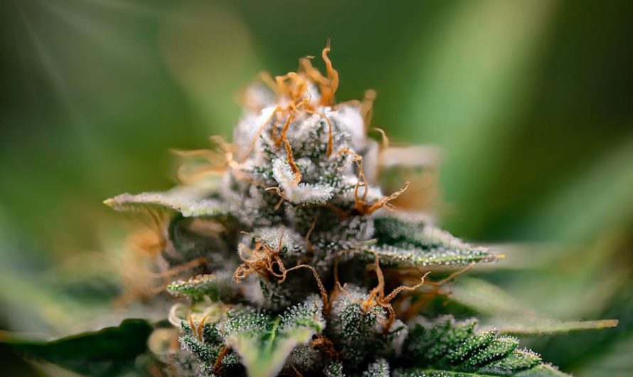 Паста из семян конопли польза и рецепты приготовления