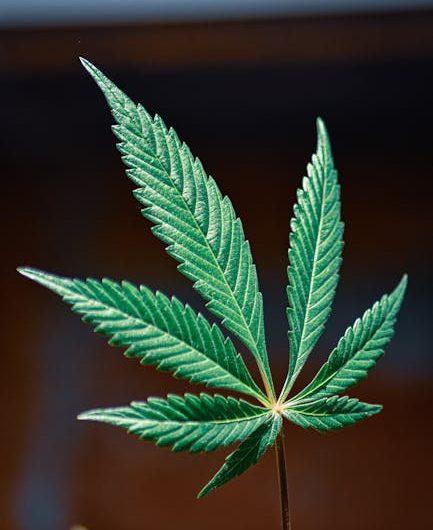 Выращивание конопли в Беларуси: перспективы и преимущества