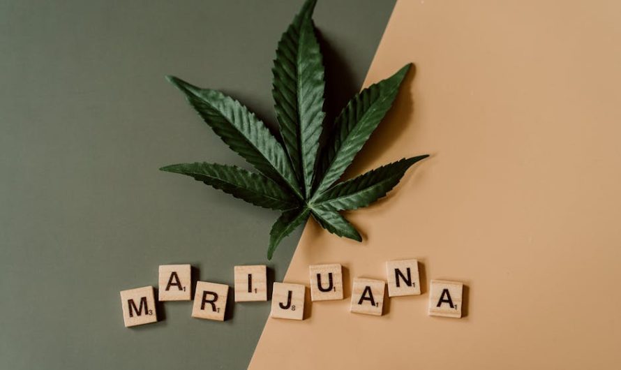 Семена конопли Рио полезные свойства и применение