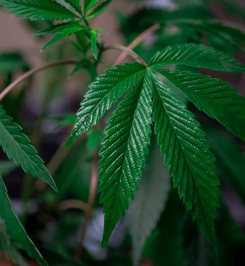 Семена конопли сорта Burana feminised от Bang Seeds