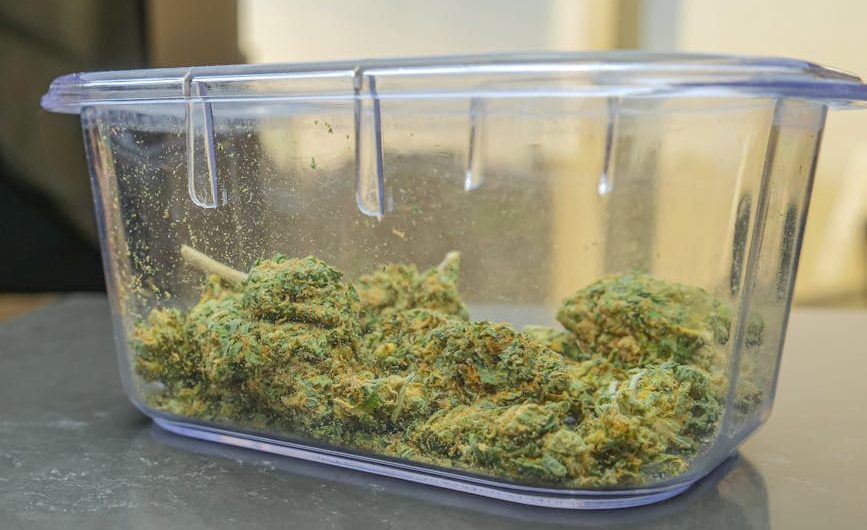 Покупка семян конопли: руководство для начинающих