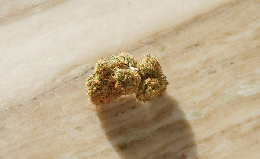 Семена конопли Амнезия особенности выращивания и преимущества сорта