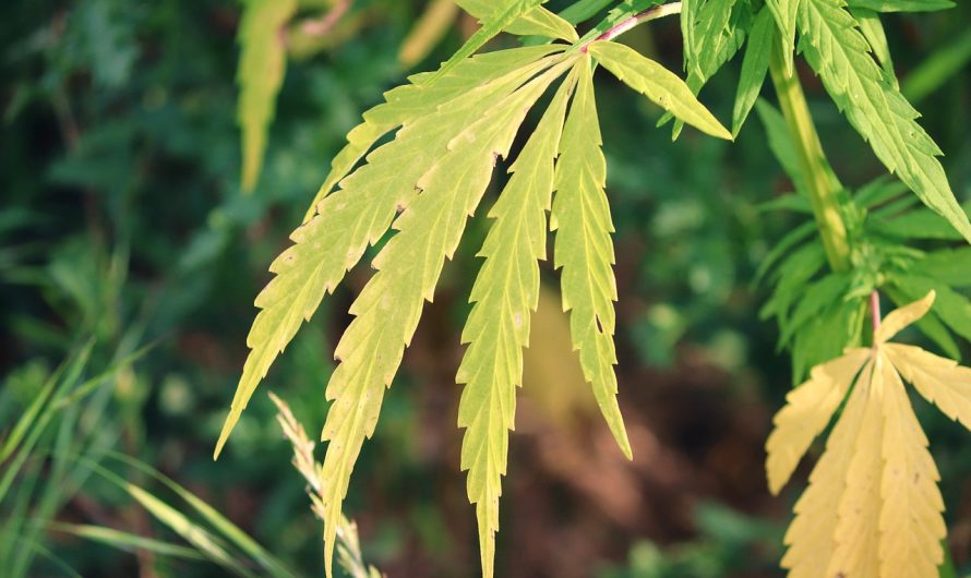 Покупка семян марихуаны в интернет-магазине преимущества и особенности