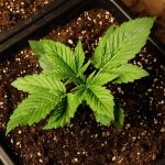 Замачивание семян конопли польза и преимущества images100.jpg