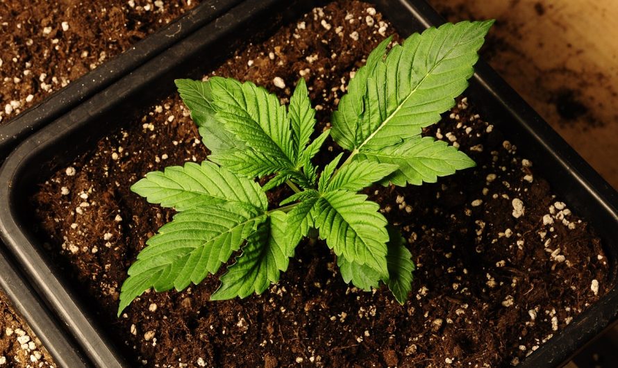 Замачивание семян конопли польза и преимущества