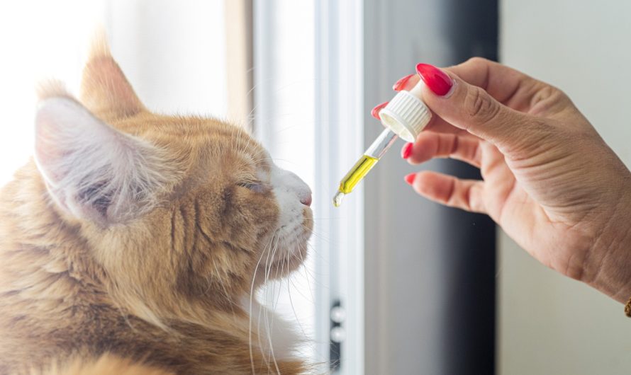 Эффект и особенности семян марихуаны