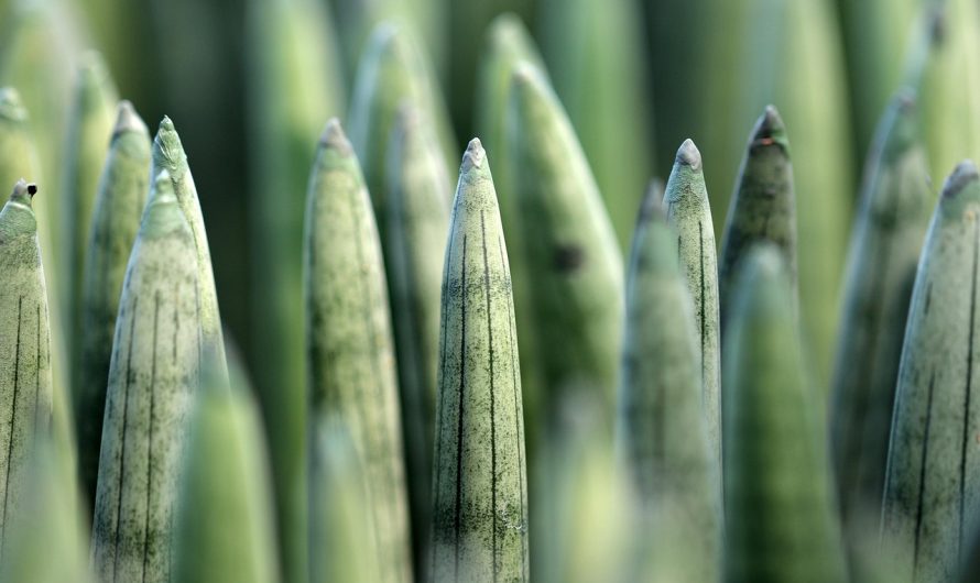 Семена конопли Critical Kush от Ganja Seeds