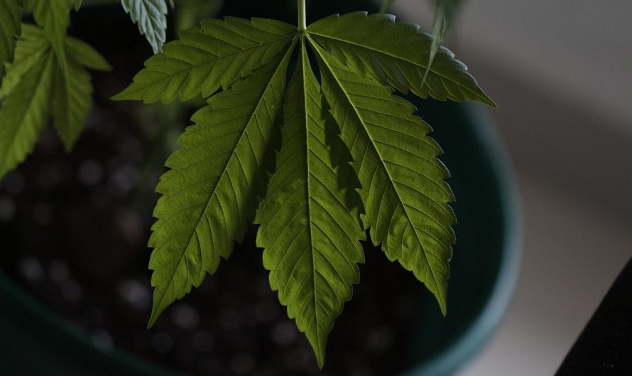 Полезные свойства и преимущества семян конопли