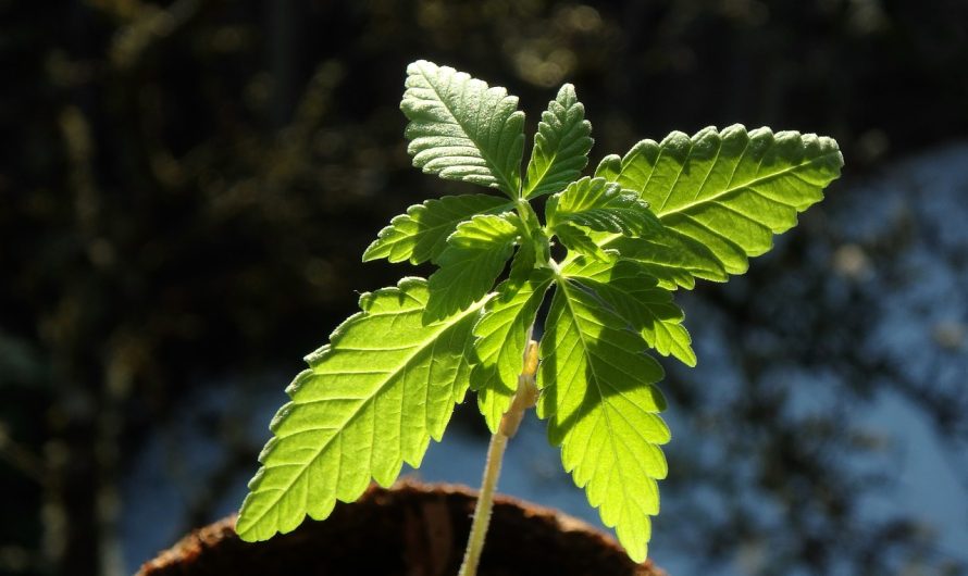 Женское семя конопли полезные свойства и применение