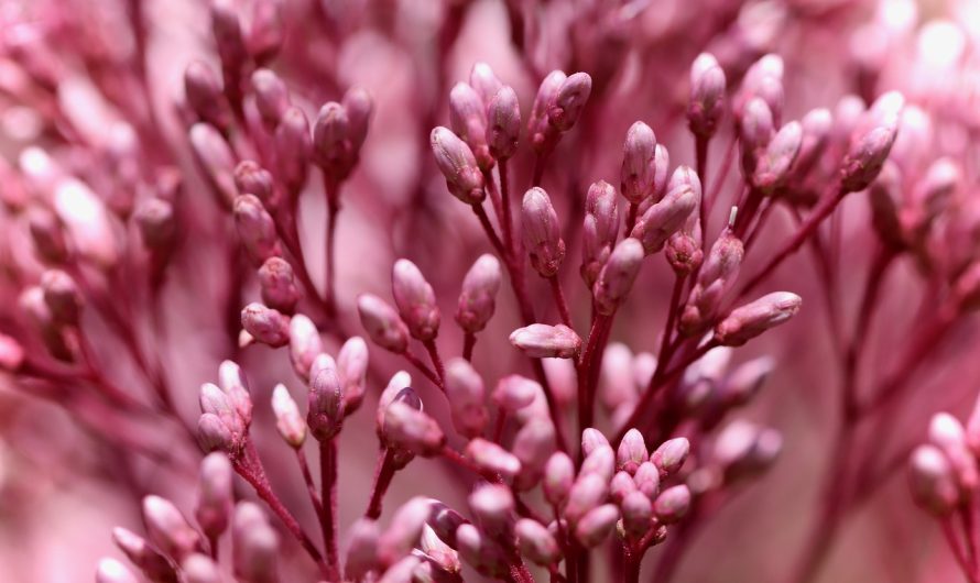 Полезные свойства и применение семян конопли