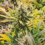 Семена конопли Blueberry: особенности и преимущества сорта images12.jpg