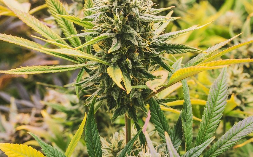 Семена конопли Blueberry: особенности и преимущества сорта