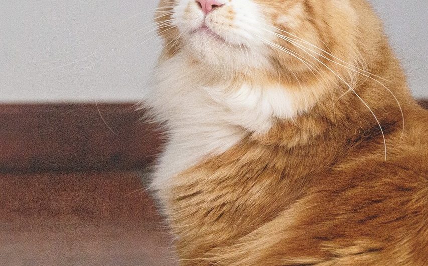 Выбор семян конопли для выращивания и уход за растениями