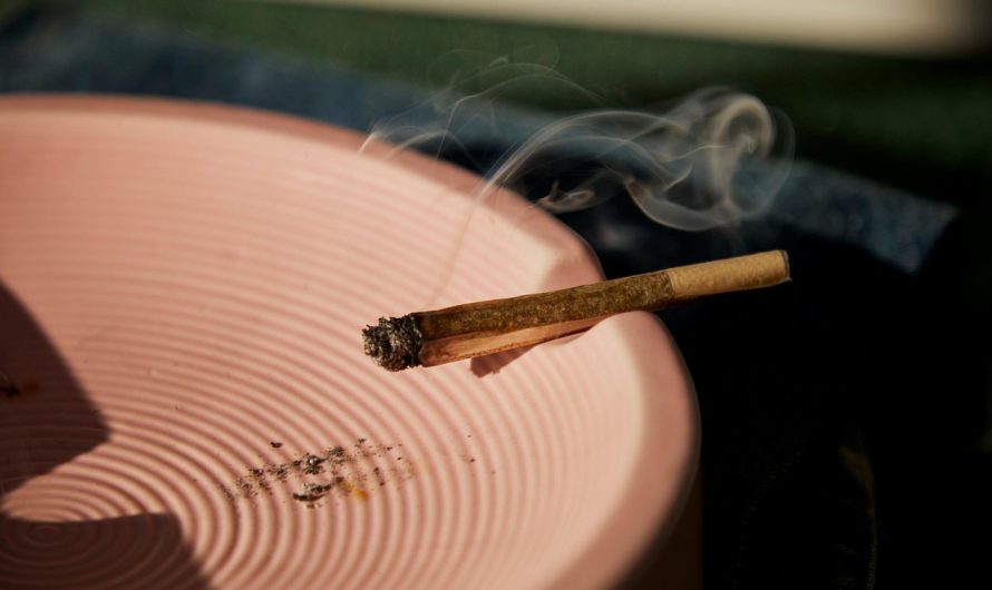 Как успешно продать семена конопли