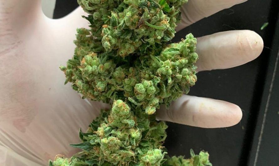 Зеленое семя конопли полезные свойства и применение