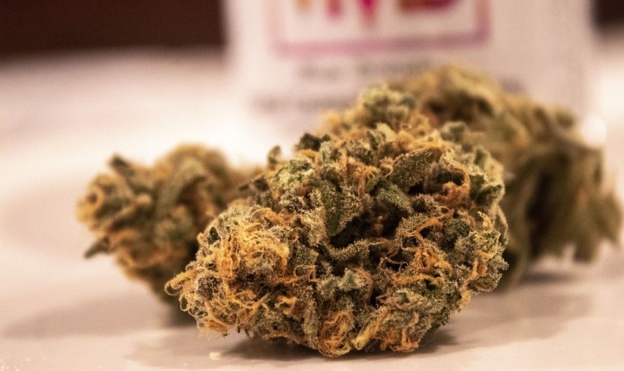 Марихуана и ее семена в Казахстане: правовые и медицинские аспекты