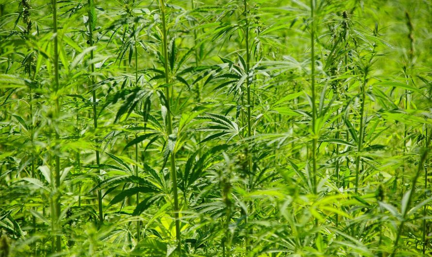 Семена конопли Kun Feminised от Bang Seeds