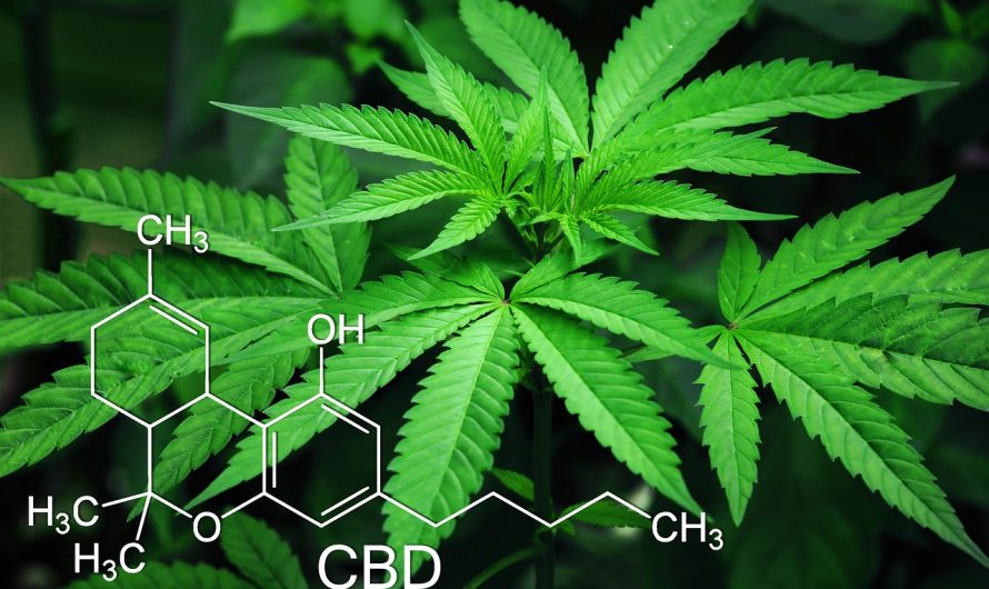 Семена конопли как эффективная прикормка для рыбы