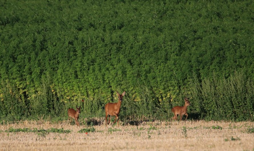 Семена конопли AK-47 от Serious Seeds