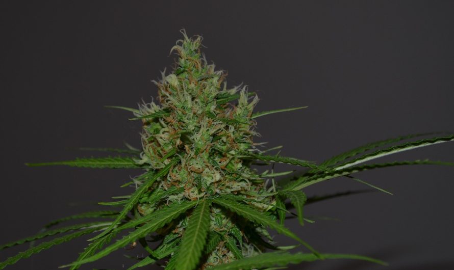 Сорта конопли семян и их применение