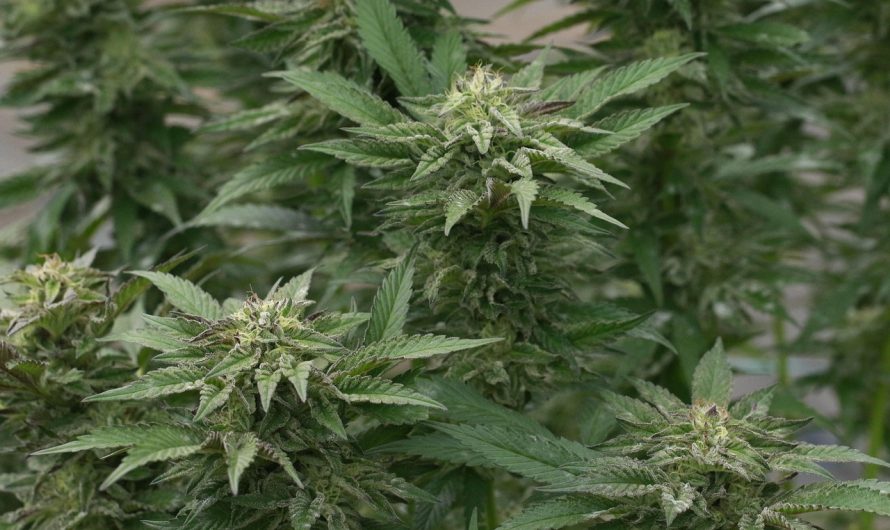 Как и где заказать семена конопли