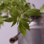 Семена конопли Jack Plant feminised от Advanced Seeds images15.jpg