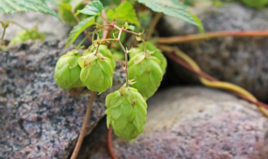 Прорастание семени конопли и уход за ростком