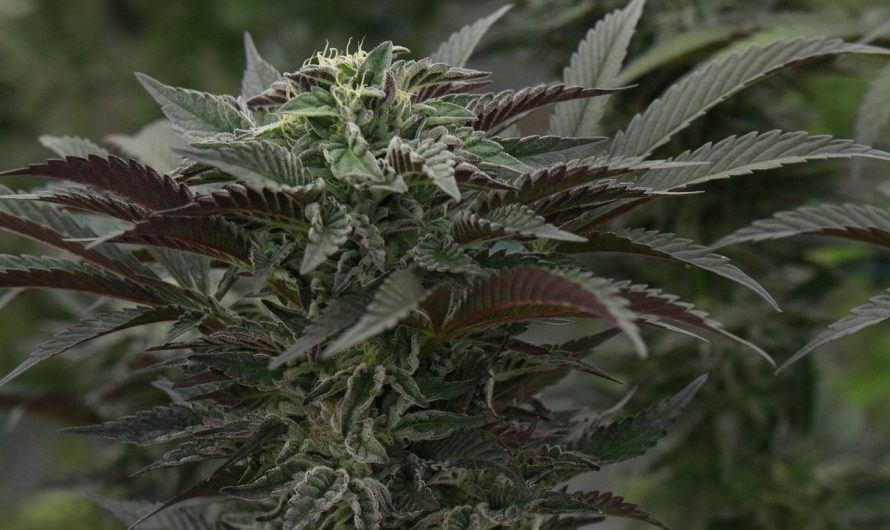 Семена конопли Super Critical feminised от компании Green House Seeds