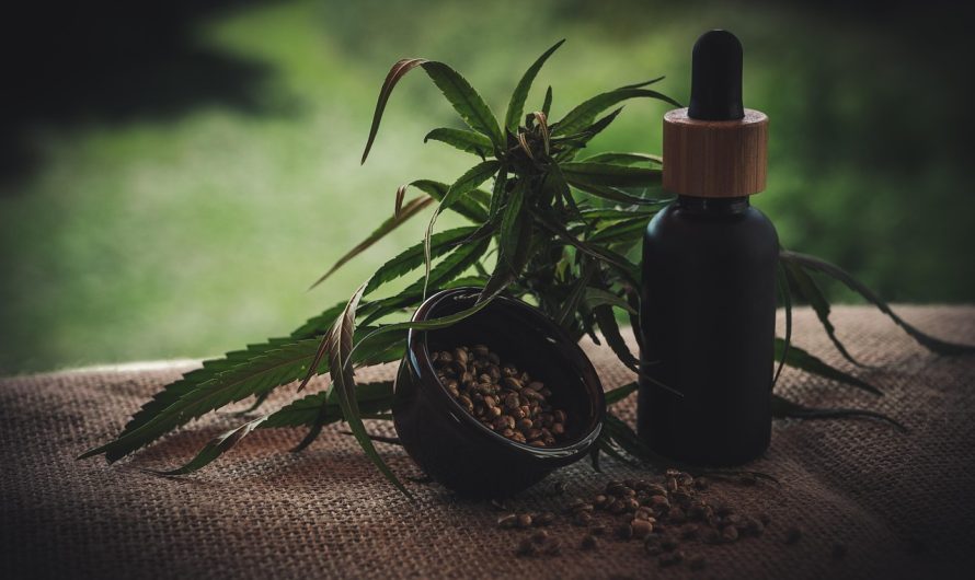 Скороспелые семена конопли и их преимущества