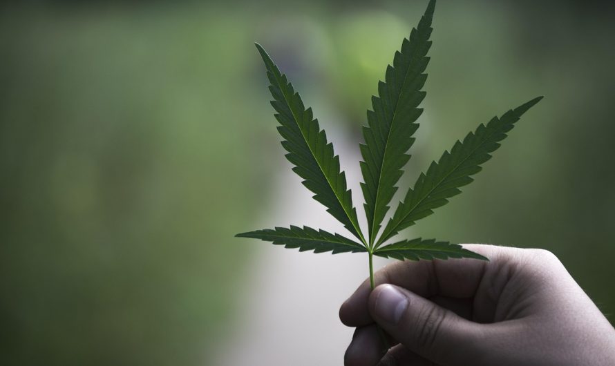 Микс Семян Марихуаны Особенности и Преимущества Выращивания