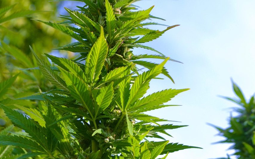 Семена конопли Афганка и их применение