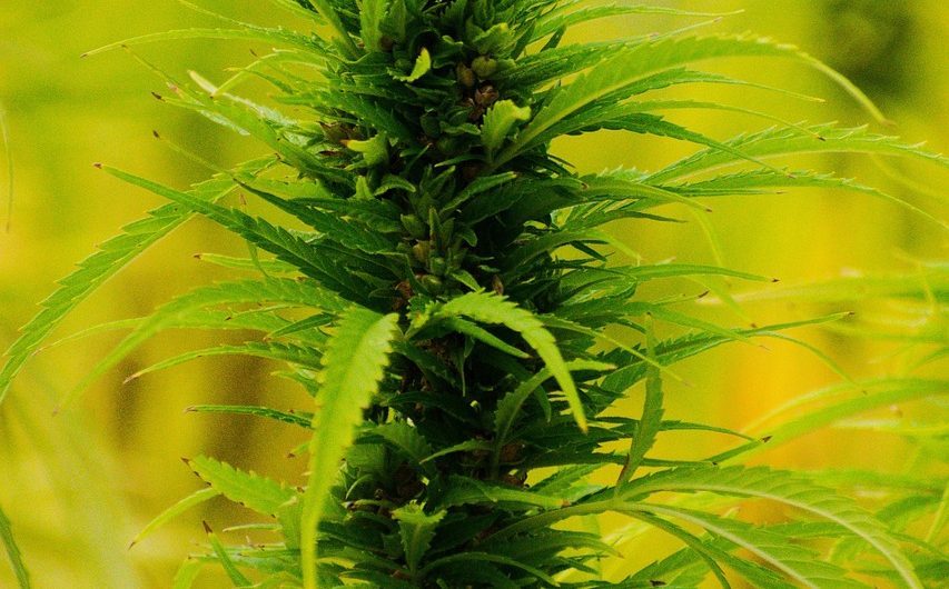 Семена конопли White Widow x Early Skunk feminised от Ganja Seeds