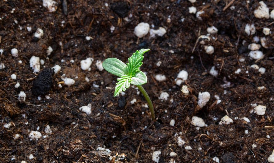 Семена марихуаны в Узбекистане: законодательство и перспективы развития