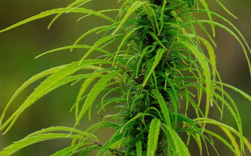 Целительные свойства семян конопли в народной медицине