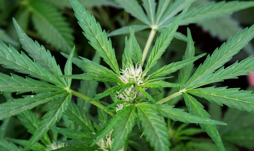 Семена конопли Molotov Cocktail feminised от Ganja Seeds