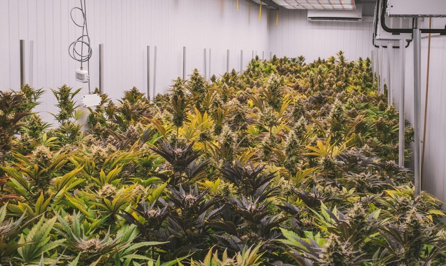 Семена конопли Auto Blue Cheese feminised от Barneys Farm