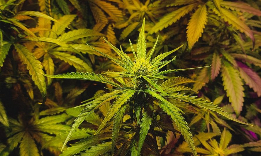 Правовой статус и особенности продажи семян конопли