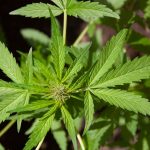 Выращивание конопли в Санкт-Петербурге: особенности и рекомендации images212.jpg