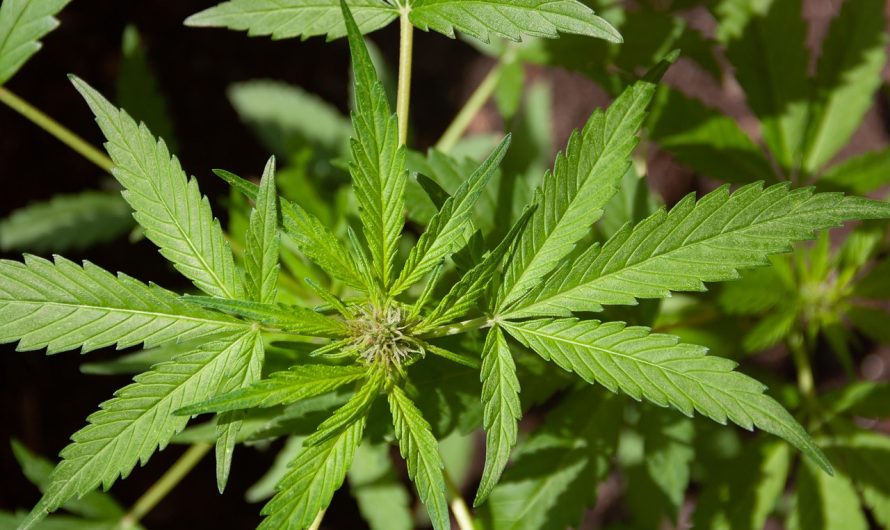 Выращивание конопли в Санкт-Петербурге: особенности и рекомендации