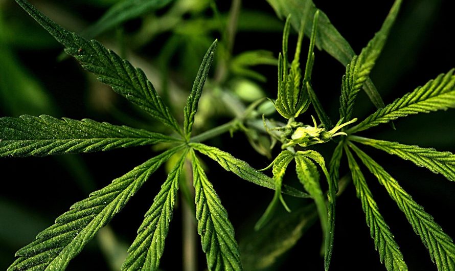 Урбеч из семян конопли полезные свойства и применение