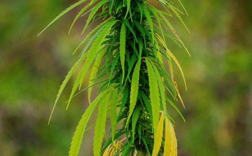 Большие семена конопли полезные свойства и применение